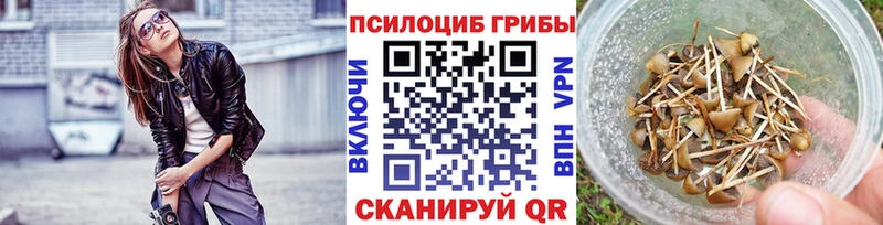 закладка  Краснообск  Псилоцибиновые грибы Cubensis 